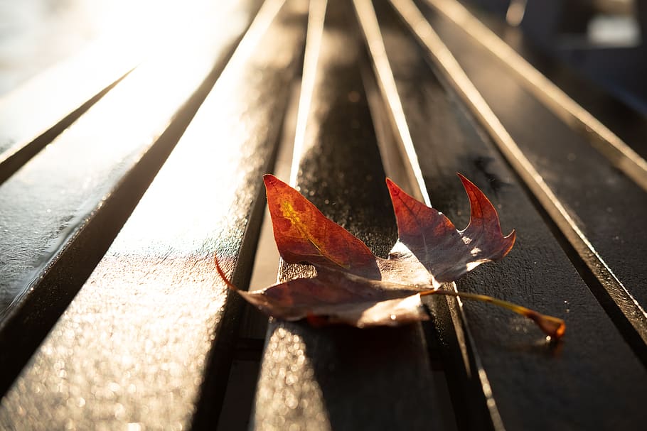 spain, zaragoza, sunlight, no people, wood - material, nature HD wallpaper