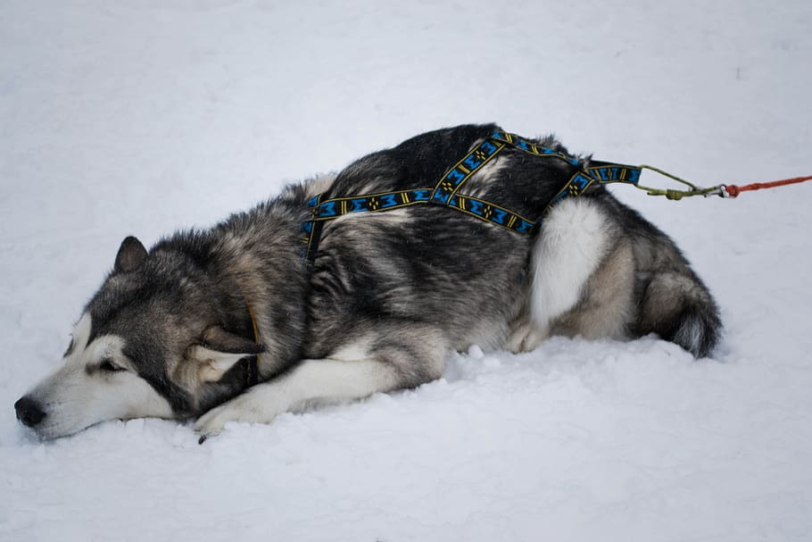 huskies, tired, dog, snow, cold temperature, winter, one animal HD wallpaper