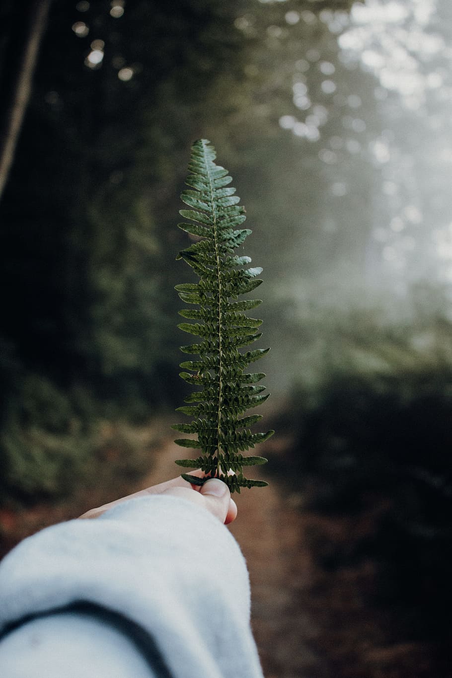 green leaf, fern, leafe, dark, forest, morning, holding fern leafe HD wallpaper