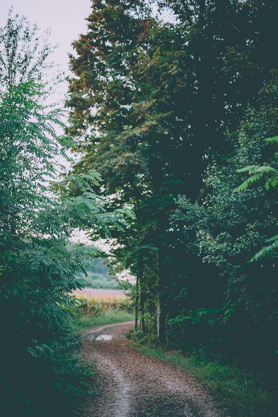 pavement between trees during daytime, plant, road, gravel, dirt road HD wallpaper