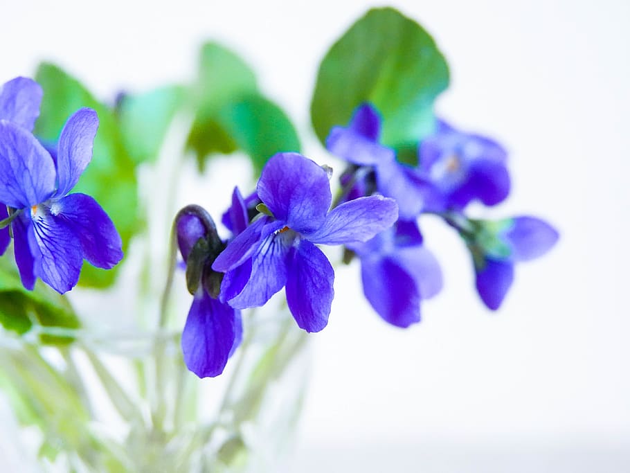 viola, flowers, spring, still-life, flowering plant, freshness HD wallpaper