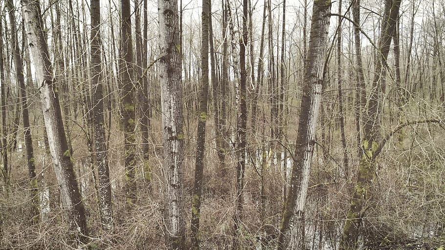 trees, water, forest, aerial, land, plant, tree trunk, tranquility HD wallpaper