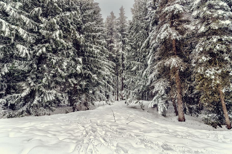 snow-covered pine tree under cloudy sky, trail, mount hood, cold HD wallpaper