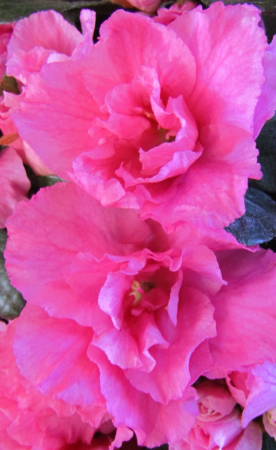azalea, blossom, bloom, close up, nature, plant, flower, spring HD wallpaper