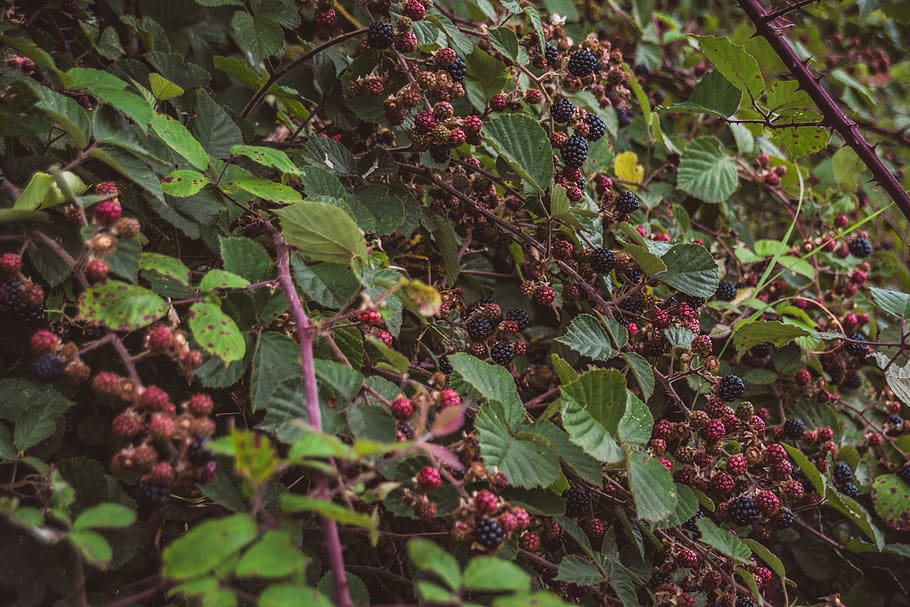 trees, forest, nature, landscape, green, berry, berries, wilderness HD wallpaper