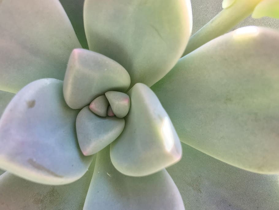 flowers, desert, leaf, leaves, nature, plants, green, arid HD wallpaper
