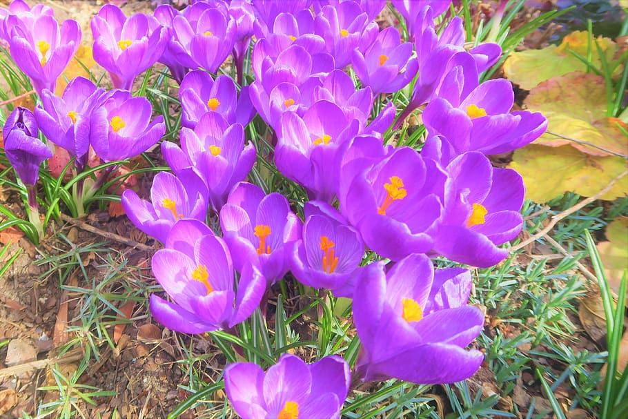 crocus, flower, spring, nature, purple, plant, blooming, color HD wallpaper