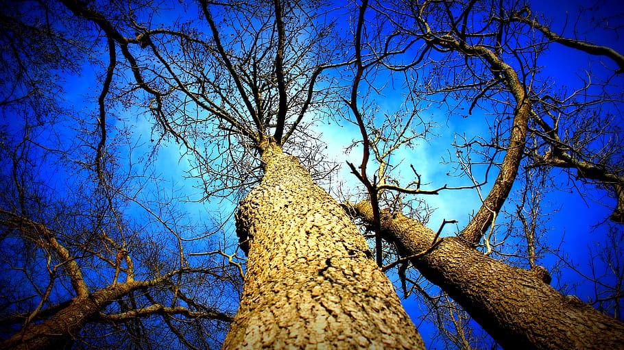 Bare Tree Below Blue Sky, bark, branches, bright, day, environment HD wallpaper