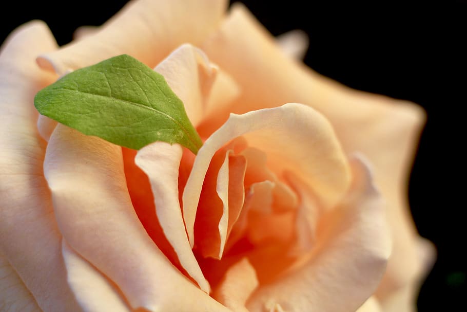 flower, rose, leaf, petals, macro, macro flower, macro rose HD wallpaper