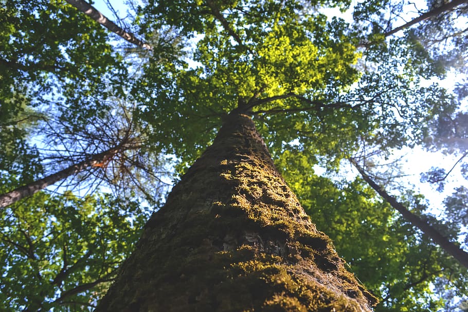 low angle photography of tall tree, plant, nature, forest, flora, HD wallpaper