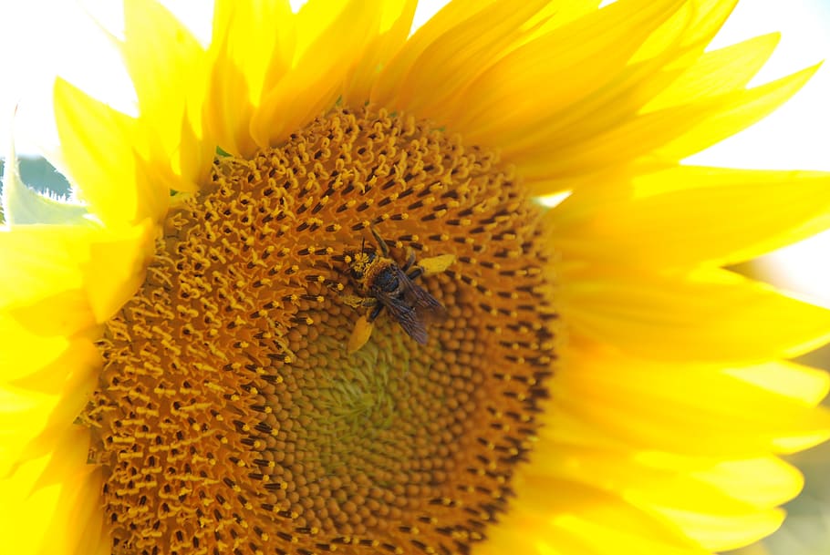 sunflower, sunflower patch, flowering plant, invertebrate, petal HD wallpaper