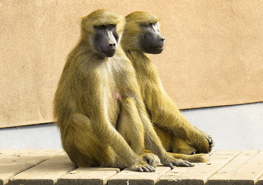 monkey, gorilla, black, animal, wild, nature, jungle, zoo, park HD wallpaper