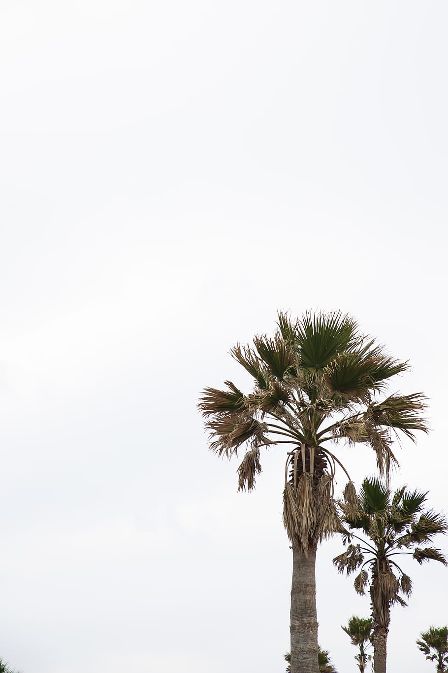 tree, plant, arecaceae, palm tree, flower, island, park, water HD wallpaper