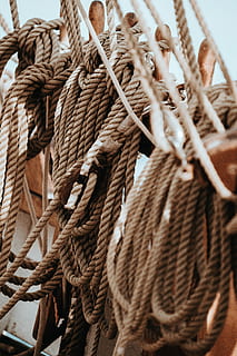 ropes on rope rack, bird, animal, wildlife, mammal, elephant HD wallpaper