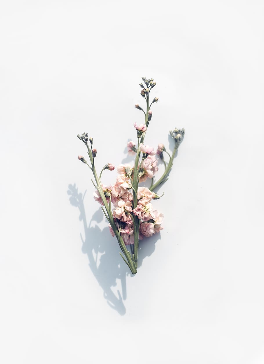 pink flower on white surface, flowering plant, fragility, vulnerability HD wallpaper