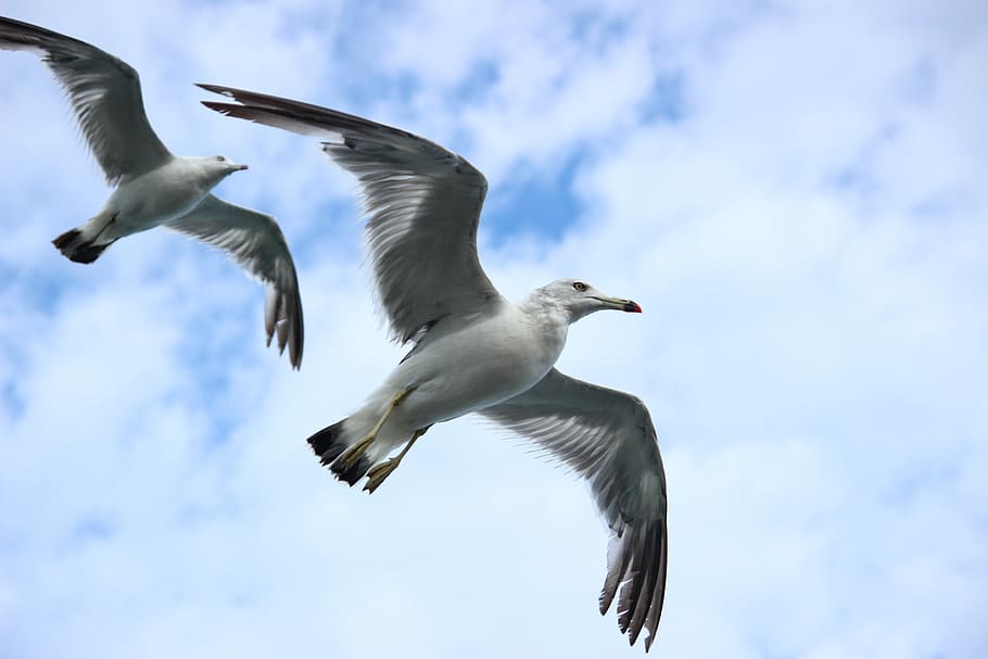 Two White Seagulls Flying Under Blue and White Sky, animals, flight HD wallpaper