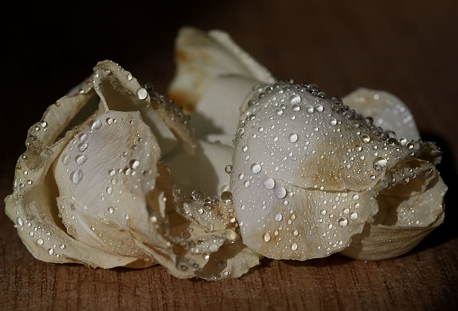 rose, white, petals, drops, splash, water, close-up, freshness HD wallpaper
