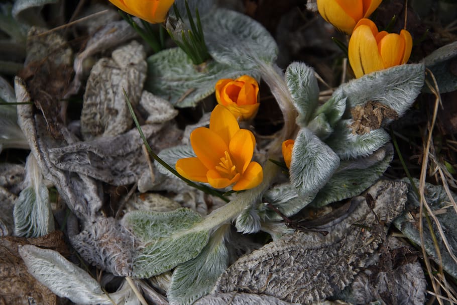 crocus, saffron, flower, spring, flowering plant, fragility HD wallpaper