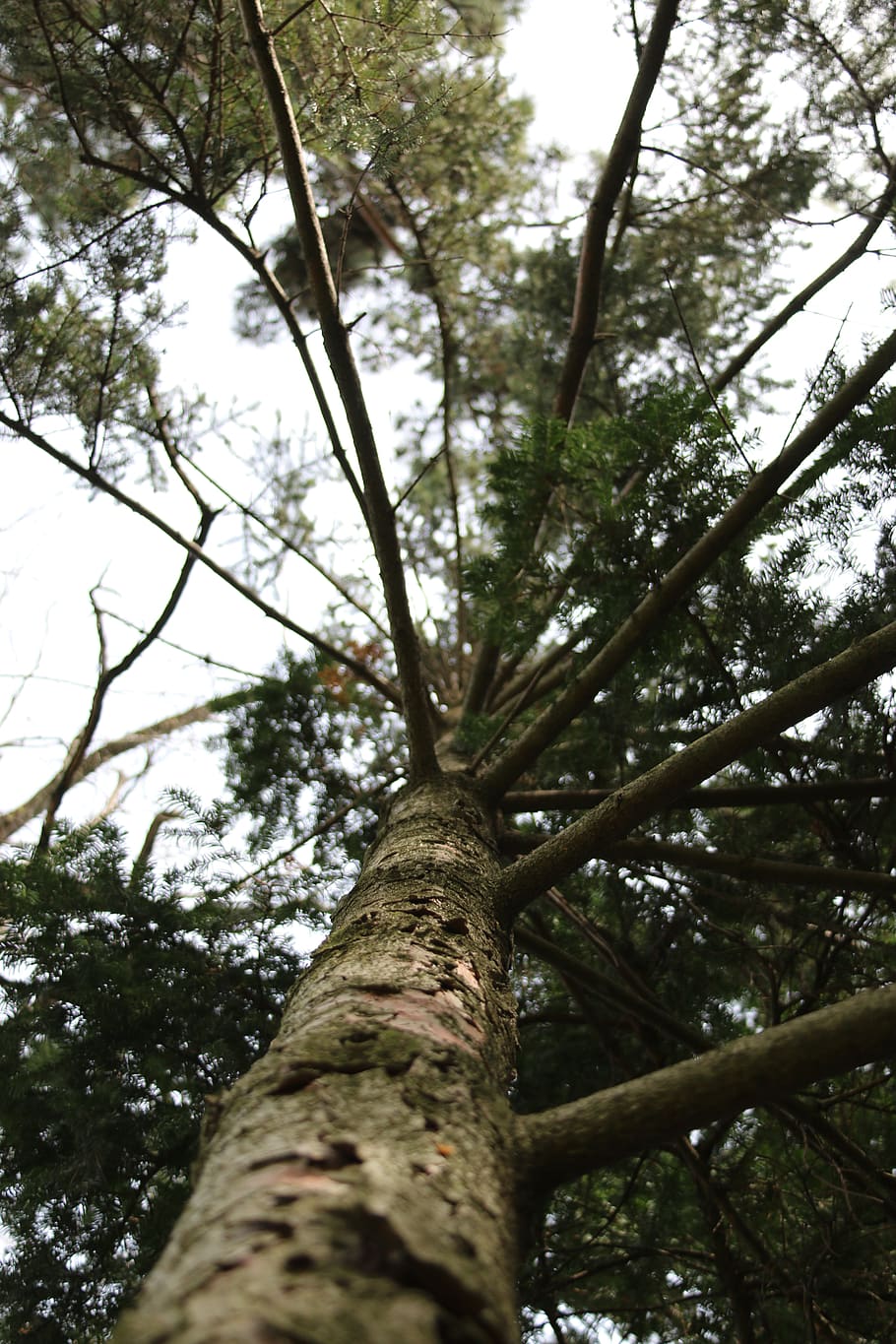 tree, plant, low angle view, tree trunk, growth, branch, day HD wallpaper