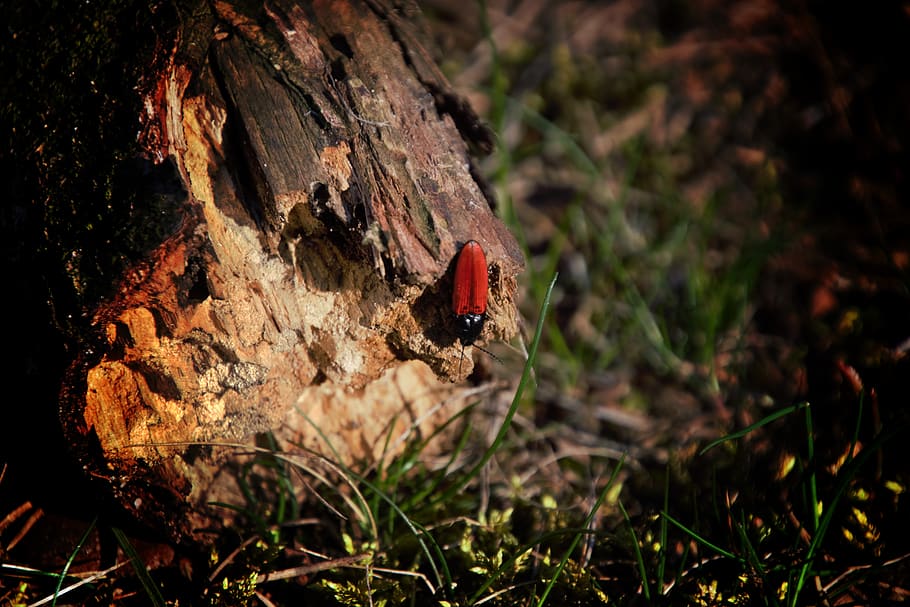 red bug, nature, insect, spring, animals in the wild, animal wildlife HD wallpaper
