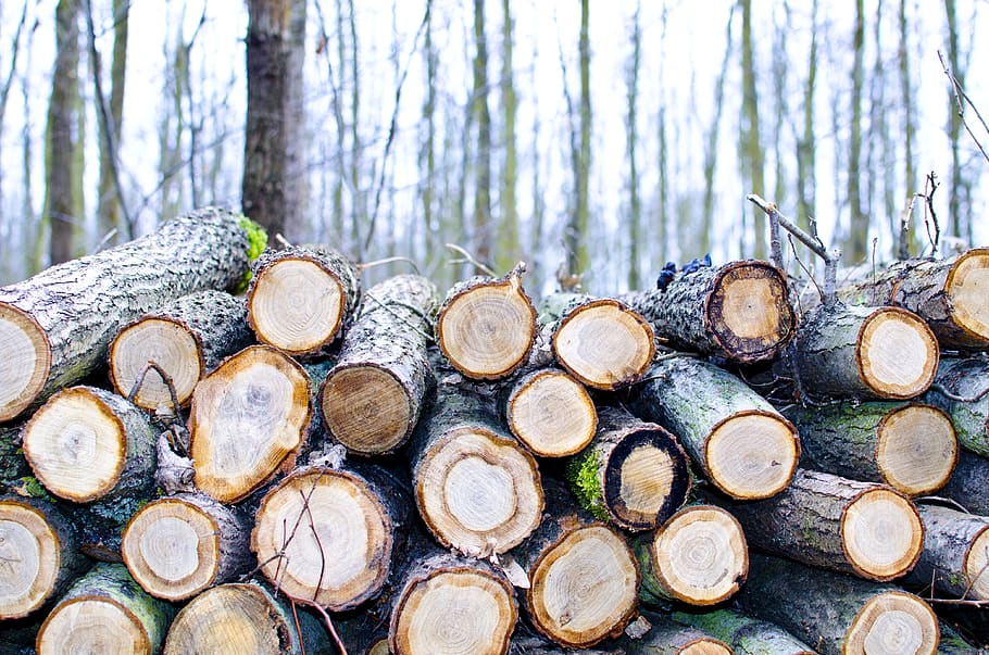 Brown Chop Logs on Outdoor, bark, cut, daylight, environment HD wallpaper