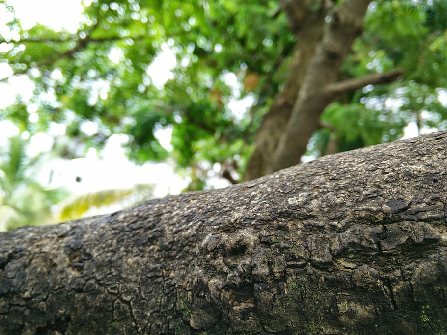 pune, trees, nature, forest, plant, focus on foreground, textured HD wallpaper