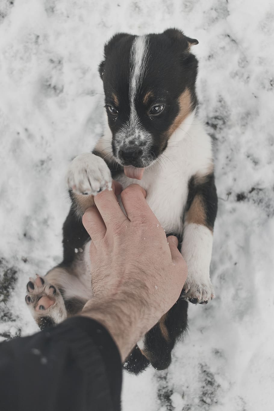 person playing with puppy during winter, one animal, snow, mammal HD wallpaper