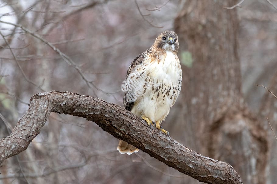 hawk, bird, predator, nature, wildlife, raptor, feather, hunter HD wallpaper
