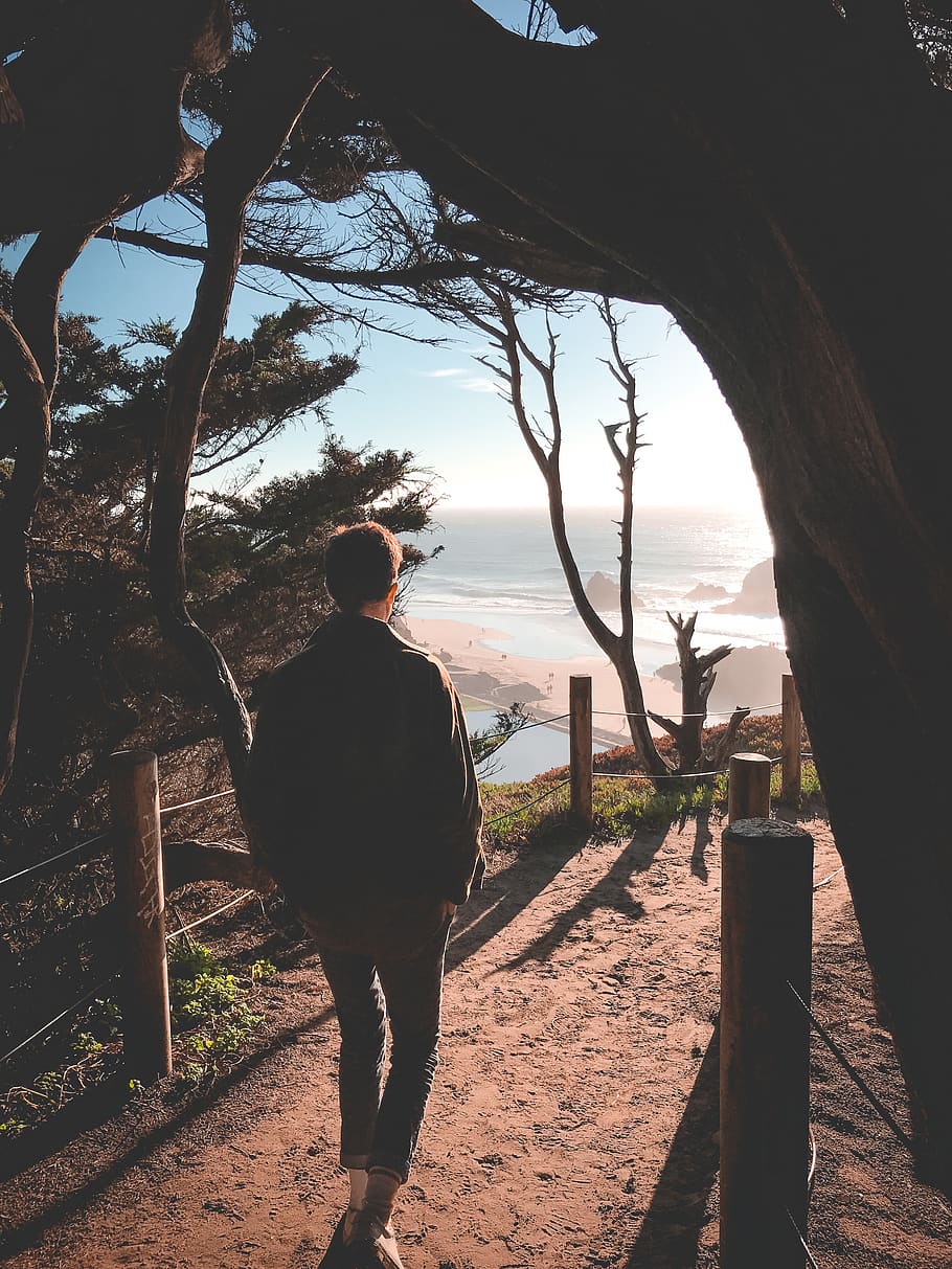 man walking beside tree, human, person, plant, outdoors, path HD wallpaper