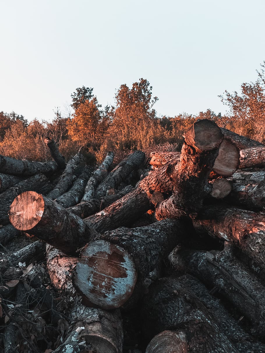 cut logs near trees under blue sky, wood, lumber, driftwood, rubble, HD wallpaper