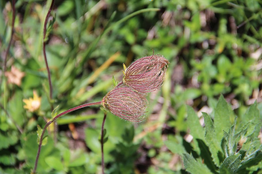 flower, mountain, prairie, plant, growth, leaf, plant part HD wallpaper