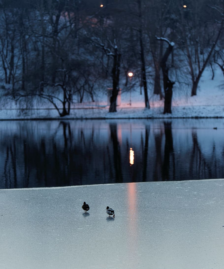 body of water, branches, cold, ducks, electric lights, environment, HD wallpaper