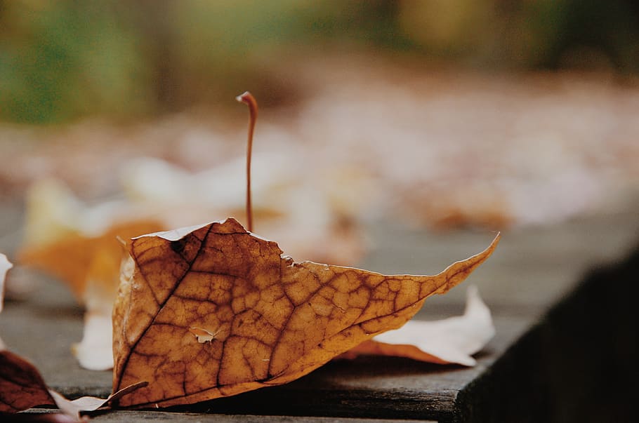 trees, leaves, forest, fall, colors, seasons, leaf, plant part HD wallpaper