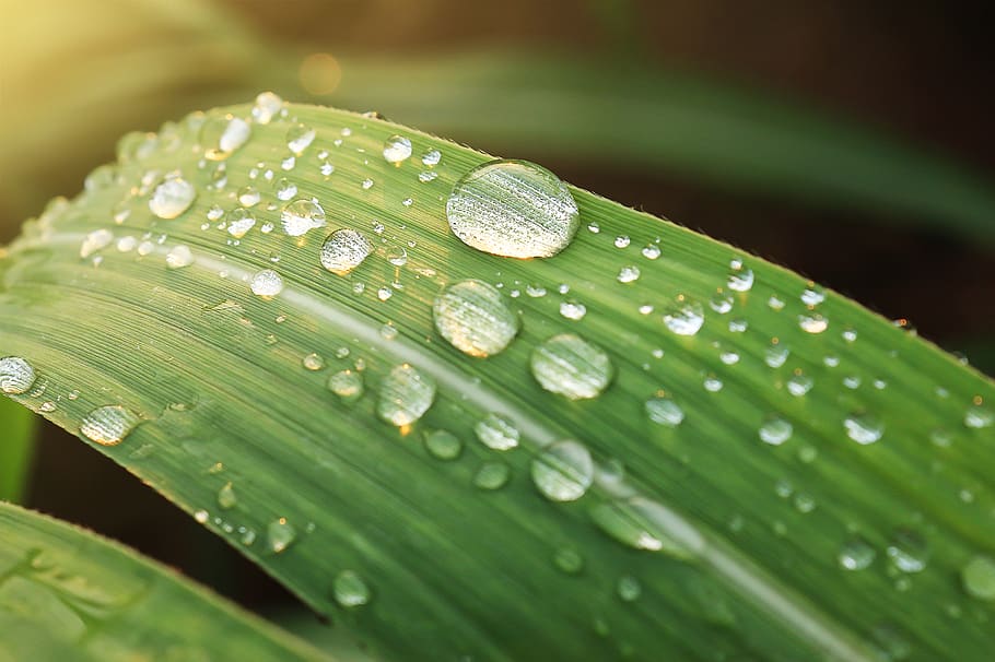 Water Droplets on Green Leaf, beautiful, clean, close-up, dew HD wallpaper