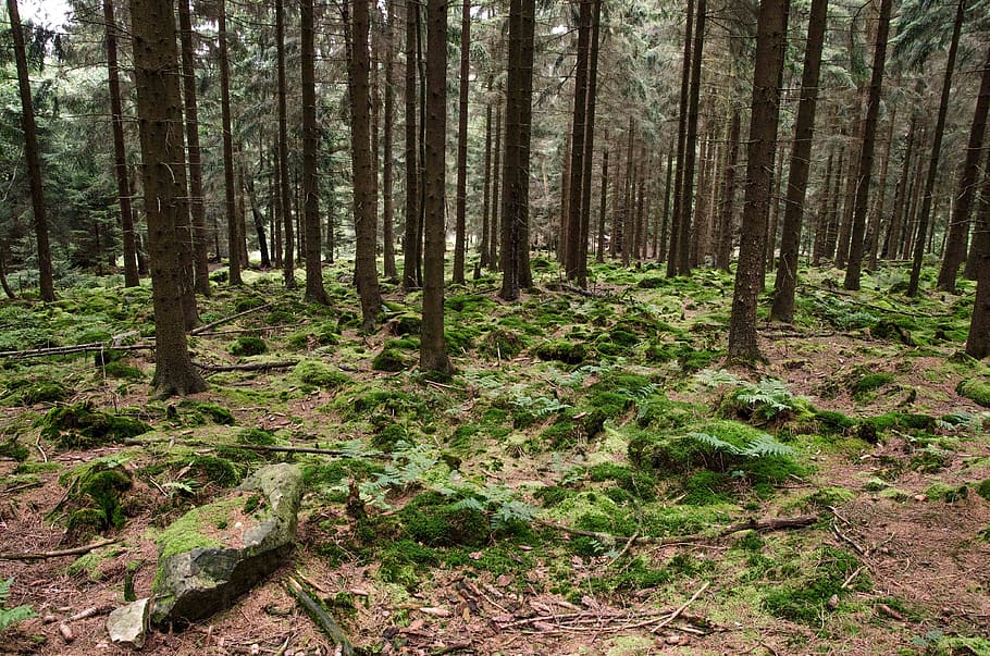 trees, forest, outdoors, hiking, wandern, eifel, eifelsteig HD wallpaper