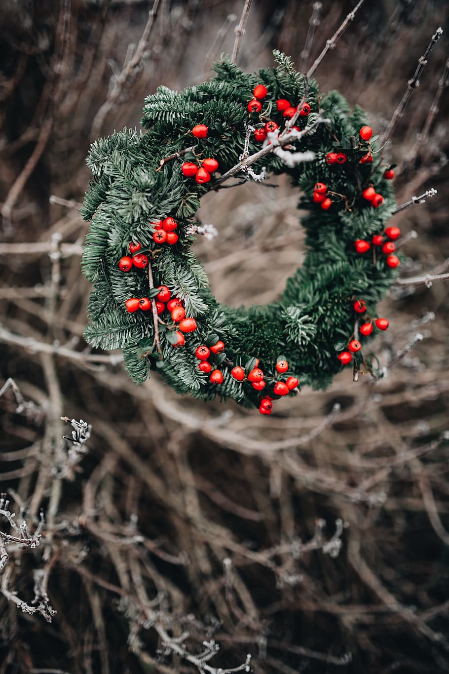 A Very Merry Fresh Holly Wreath for Christmas, winter, xmas, outdoors, HD wallpaper