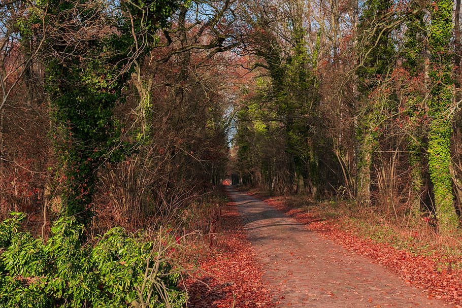 forest, away, autumn, path, forest path, trees, landscape, trail HD wallpaper