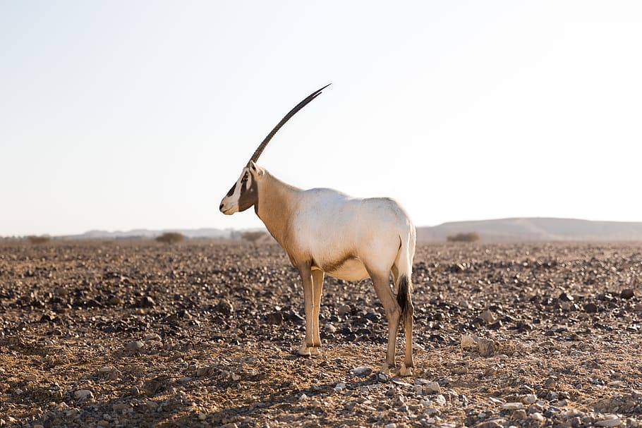 white antelope, animal, wildlife, mammal, gazelle, israel, tzofar HD wallpaper