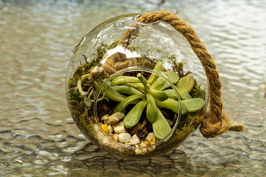 glass sphere, planter, cactus, rope, terrarium, green, gravel HD wallpaper