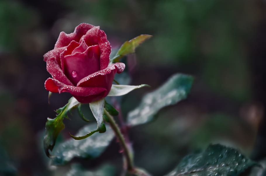 beauty in nature, plant, growth, close-up, flower, flowering plant HD wallpaper
