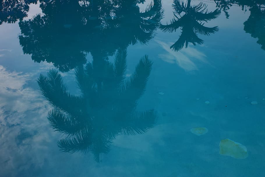 jamaica, montego bay, reflection, nature, trees, summer, water, HD wallpaper