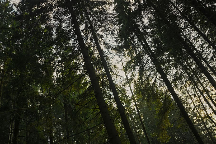 forest, field, trees, nature, mother nature, blossom, sunset HD wallpaper