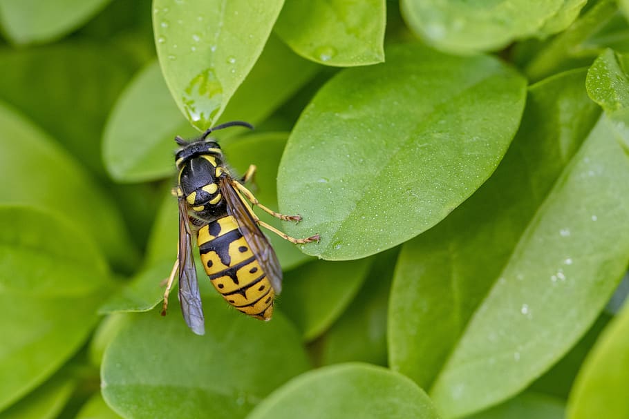 bee, insect, nature, invertebrate, animal themes, animal wildlife HD wallpaper