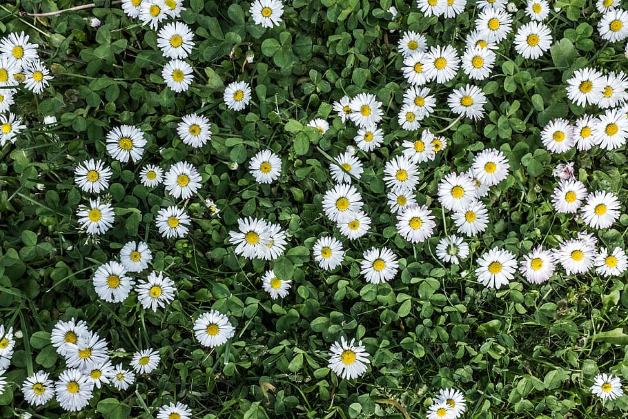 germany, flowering plant, vulnerability, fragility, growth HD wallpaper