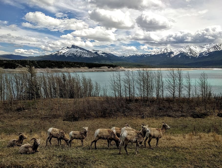 canada, alberta, sky, mountain, cloud - sky, animal, group of animals HD wallpaper