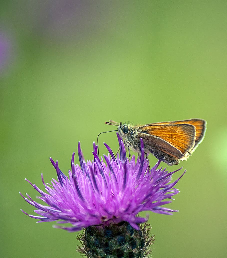 small skipper, butterfly, wings, insect, nature, summer, spring HD wallpaper