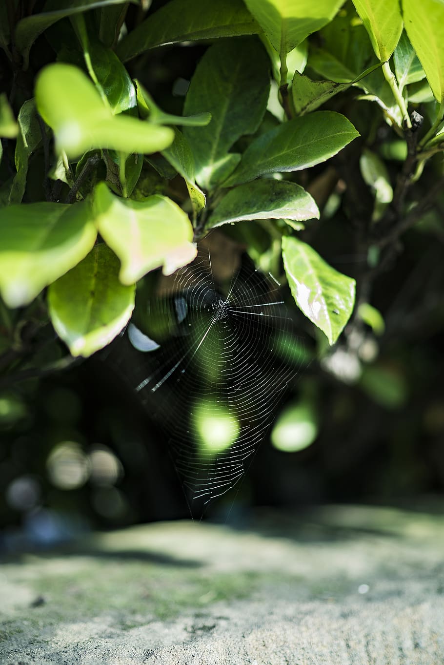 england, nanpantan, spider web, leaves, light, glimmer, shadows, HD wallpaper
