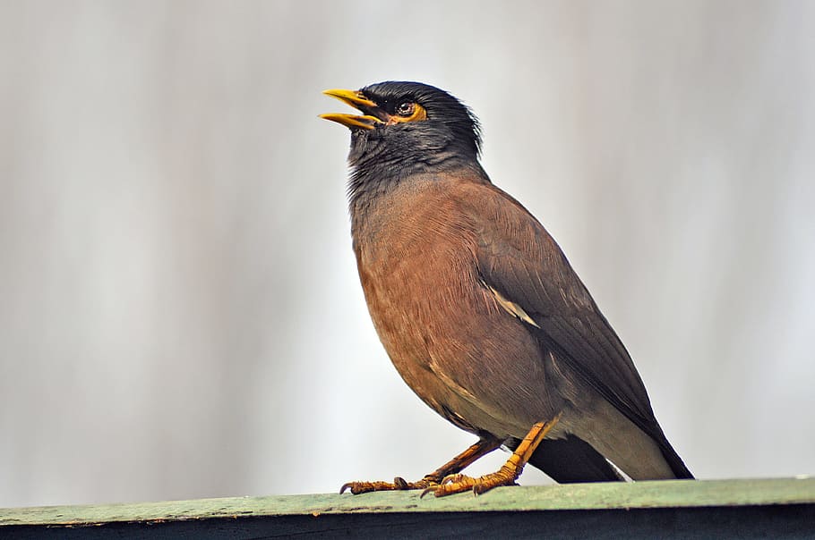 Brown and Black Bird Painting, animal, avian, beak, close-up HD wallpaper