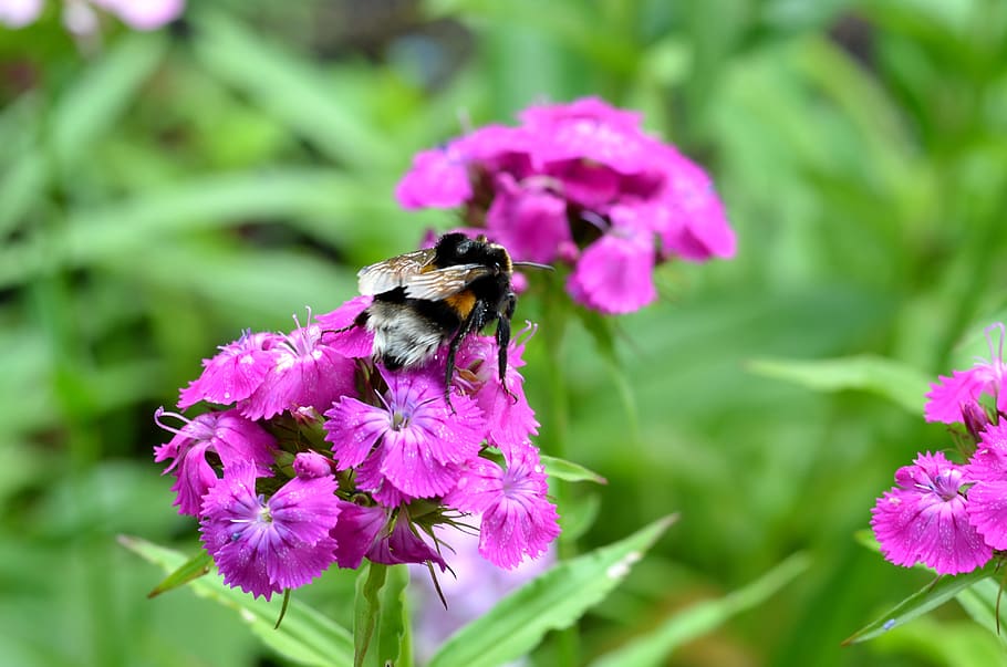 flowers, summer, bee, bumblebee, insect, flora, macro, nature HD wallpaper