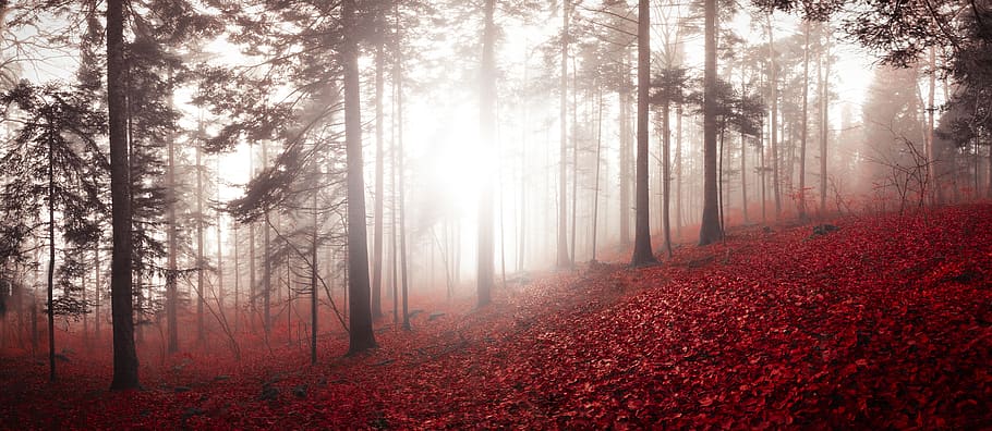 red fallen leaves covered ground during daytime, tree, forest HD wallpaper